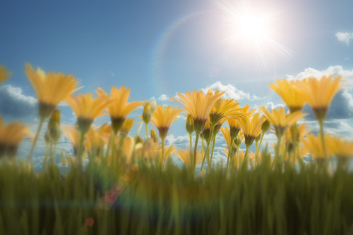 Flowers against blue sky (Digital)